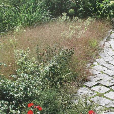 Eragrostis spectabilis - Herbe d'amour des sables