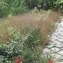 Eragrostis spectabilis Herbe d’amour pourpre