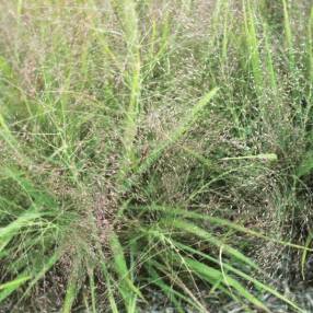 Panicules rose pourpré de Eragrostis spectabilis