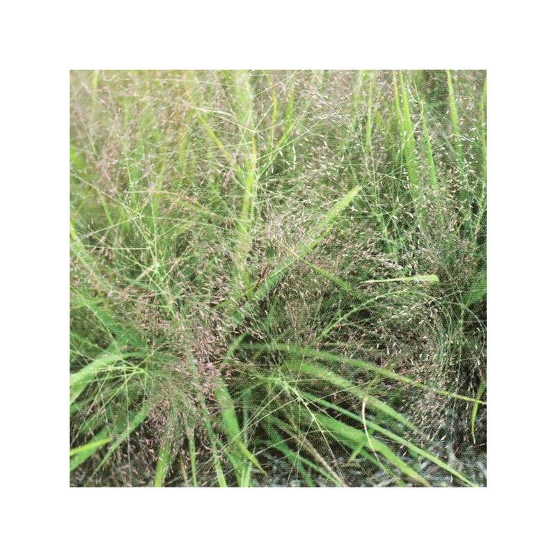 Herbe d'orge en poudre crue BIO - Achat, usage et bienfaits Herbe d'orge en poudre crue BIO - Achat, usage et bienfaits