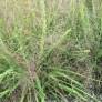 Panicules rose pourpré de Eragrostis spectabilis