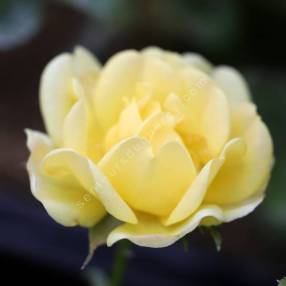 Rosa x polyantha 'The Fairy Yellow' - Rosier paysage jaune double