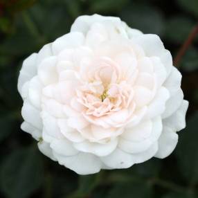 Rosa 'Sea Foam' - Rosier paysage blanc double
