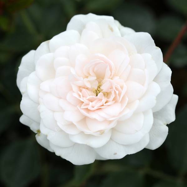 Rosa 'Sea Foam' - Rosier paysage blanc double Rosa 'Sea Foam' - Rosier paysage blanc double