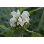 Phlomis anisodonta - Sauges de Jérusalem