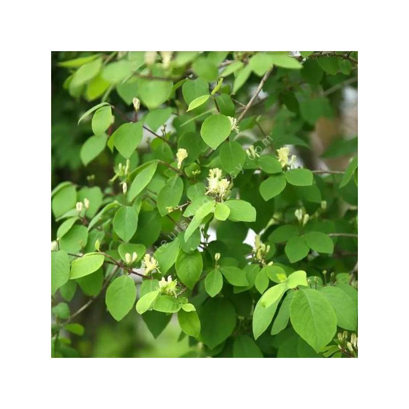 Lonicera x xylosteoides 'Clavey's Dwarf' - Chèvrefeuille