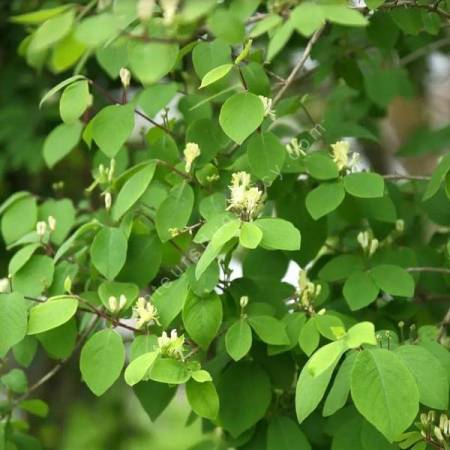 Lonicera x xylosteoides 'Clavey's Dwarf' - Chèvrefeuille