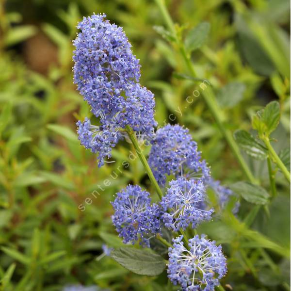 Ceanothus 'Skylark' - Céanothe ou Lilas de Californie Ceanothus 'Skylark' - Céanothe ou Lilas de Californie