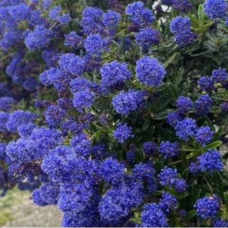 Ceanothus 'Concha' - Céanothe ou Lilas de Californie