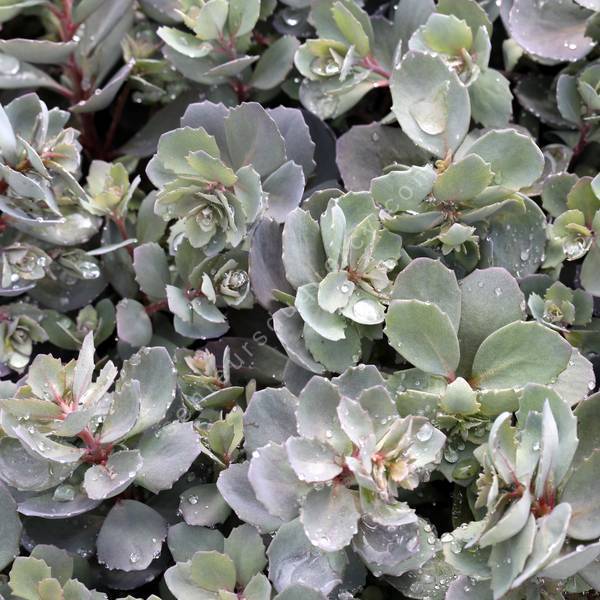 Sedum 'Dazzleberry’ Sedum 'Dazzleberry’