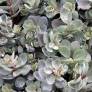 Hylotelephium 'Dazzleberry’ Hylotelephium 'Dazzleberry’