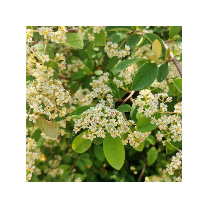 Cotoneaster lacteus - Cotonéaster laiteux