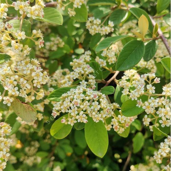 Cotoneaster lacteus - Cotonéaster laiteux Cotoneaster lacteus - Cotonéaster laiteux