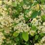 Cotoneaster lacteus - Cotonéaster laiteux