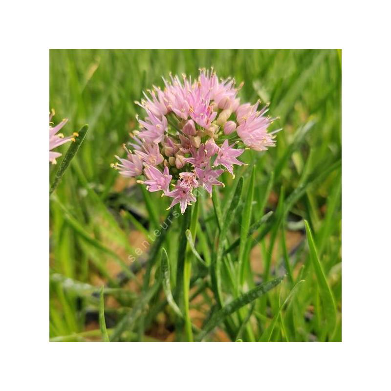 Allium lusitanicum 'Lisa Green'