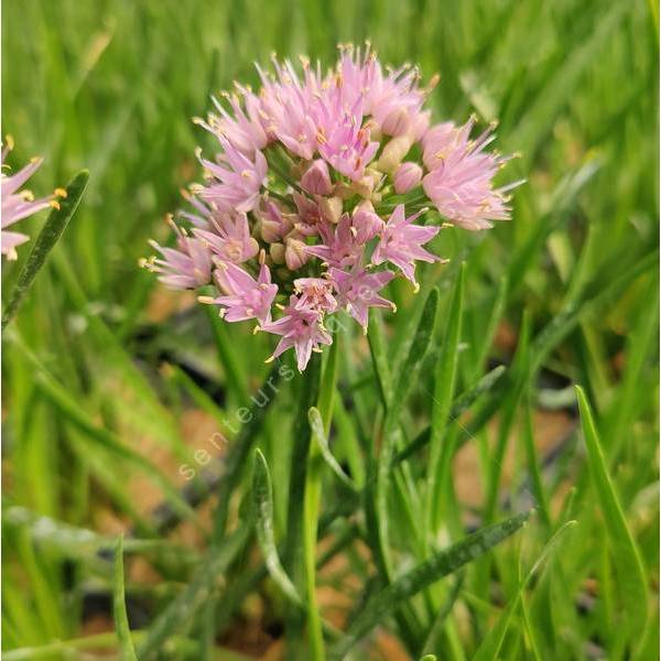 Allium lusitanicum 'Lisa Green' Allium lusitanicum 'Lisa Green'