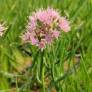 Allium lusitanicum 'Lisa Green'