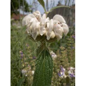 Phlomis anisodonta - Sauges de Jérusalem