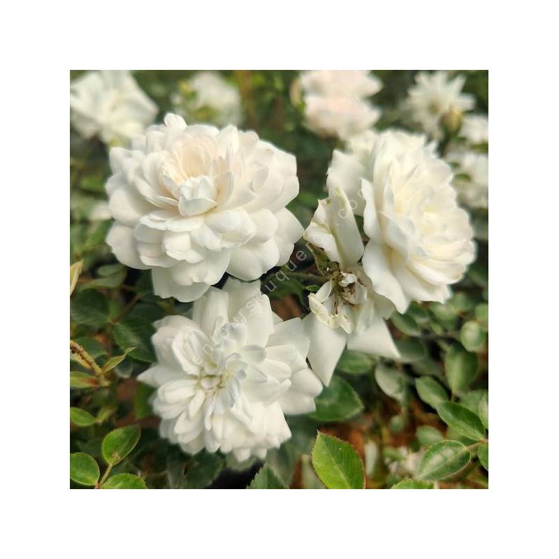 Rosa 'Sea Foam' - Rosier paysage blanc double