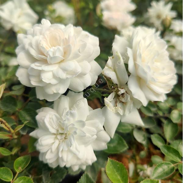 Rosa 'Sea Foam' - Rosier paysage blanc double Rosa 'Sea Foam' - Rosier paysage blanc double