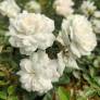 Rosa 'Sea Foam' - Rosier paysage blanc double