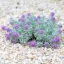 Teucrium gnaphalodes - Germandrée tomenteuse rose