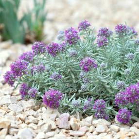 Teucrium gnaphalodes - Germandrée tomenteuse rose
