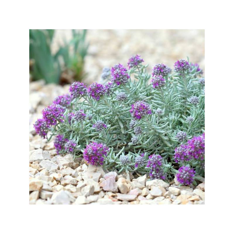 Teucrium gnaphalodes - Germandrée tomenteuse rose