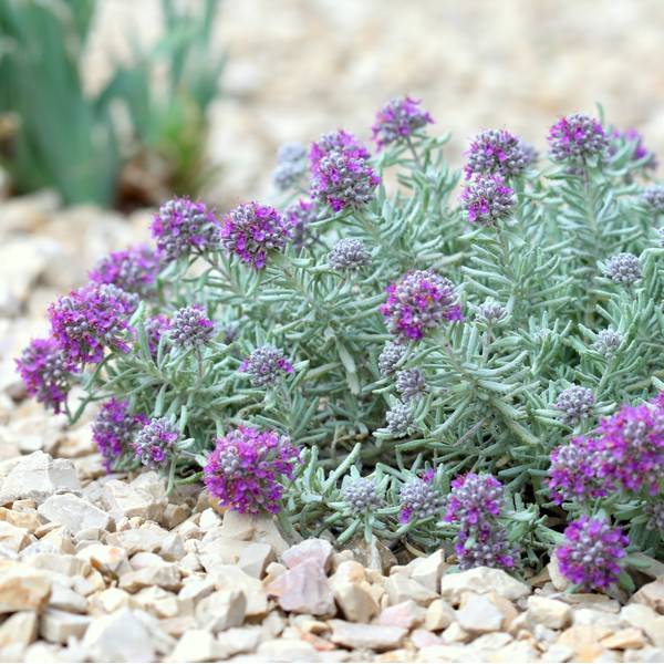 Teucrium gnaphalodes - Germandrée tomenteuse rose