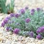 Teucrium gnaphalodes - Germandrée tomenteuse rose