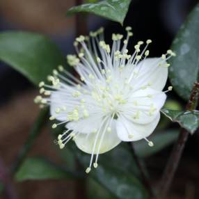 Myrtus communis 'La Clape' - Myrte commune