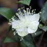 Myrtus communis 'La Clape' - Myrte commune