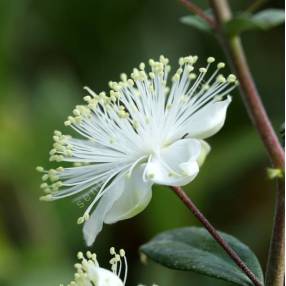 Myrtus communis 'La Clape' - Myrte commune