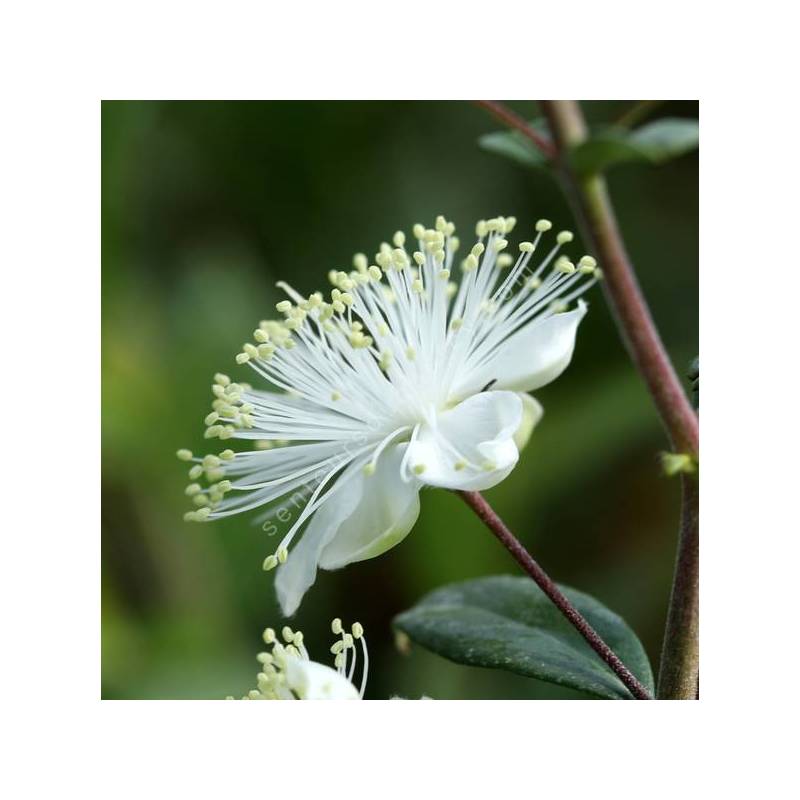 Myrtus communis 'La Clape' - Myrte commune