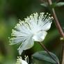 Myrtus communis 'La Clape' - Myrte commune