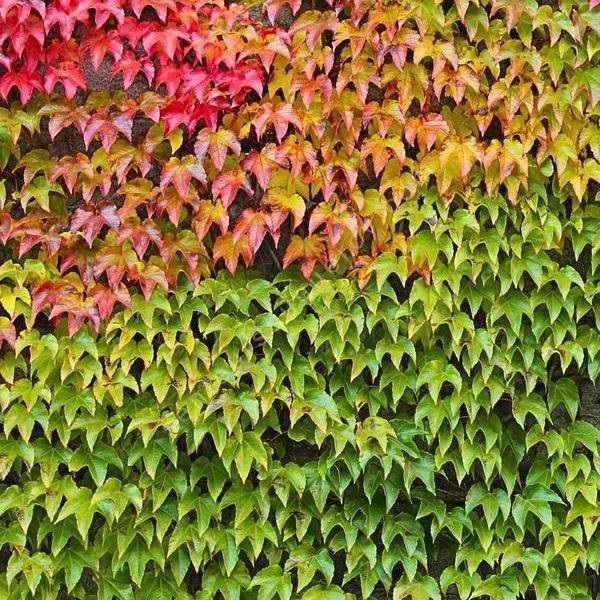 Parthenocissus tricuspidata 'Veitchii' - Vigne vierge de Veitch Parthenocissus tricuspidata 'Veitchii' - Vigne vierge de Veitch