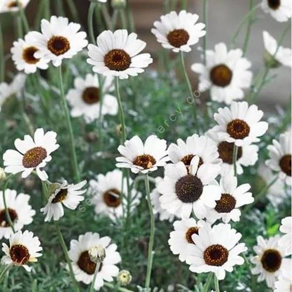 Rhodanthemum 'Casablanca' - Marguerite du Maroc Rhodanthemum 'Casablanca' - Marguerite du Maroc
