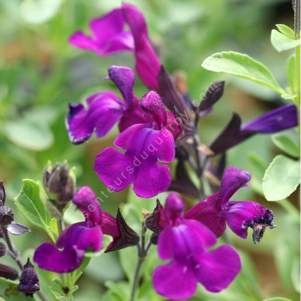 Salvia 'Mirage Deep Purple' - Sauge arbustive violette Salvia 'Mirage Deep Purple' - Sauge arbustive violette