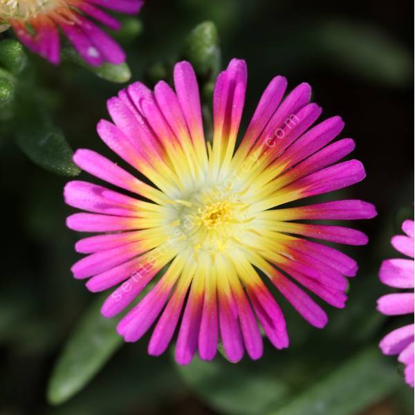 Delosperma 'Solstice Purple Bicolour' - Pourpier vivace rose et jaune Delosperma 'Solstice Purple Bicolour' - Pourpier vivace rose et jaune