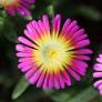 Delosperma 'Solstice Purple Bicolour' - Pourpier vivace rose et jaune