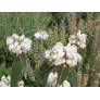 Phlomis anisodonta - Sauges de Jérusalem