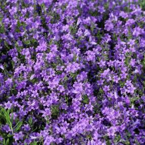 Campanula portenschlagiana - Campanule des murailles