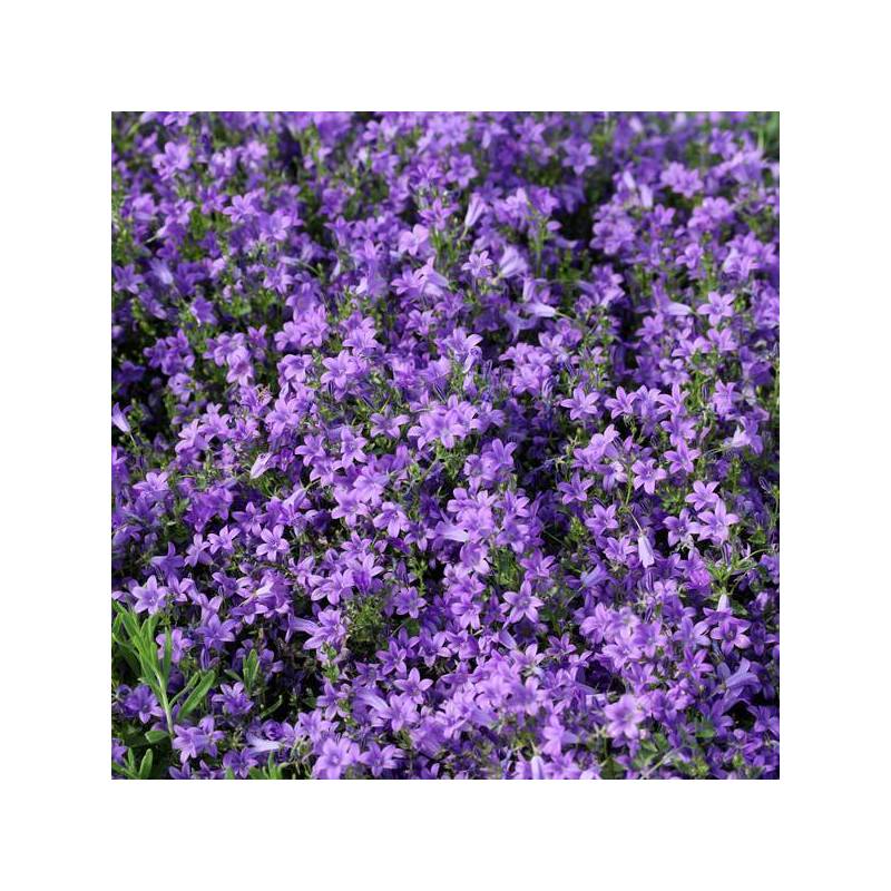 Campanula portenschlagiana - Campanule des murailles