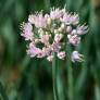 Allium lusitanicum 'Lisa Blue'