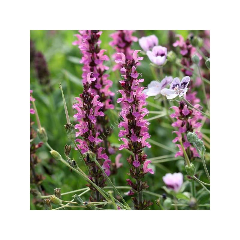 Salvia × sylvestris 'Rose Queen' en fleurs