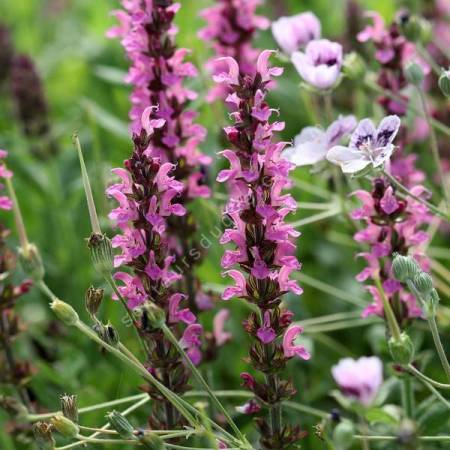 Salvia × sylvestris 'Rose Queen' en fleurs