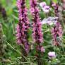 Salvia × sylvestris 'Rose Queen' en fleurs