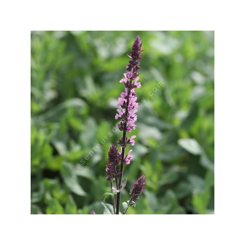 Floraison rose pourpré de Salvia 'Pink Beauty'