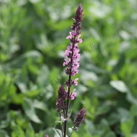 Floraison rose pourpré de Salvia 'Pink Beauty'