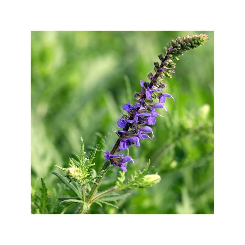 Salvia 'Carina' - Sauge à plumes